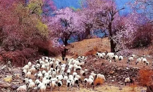 ѩһ֥  ̽صشյĽkɫ