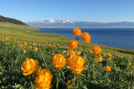 【伊犁花?！?月 ｜獨(dú)庫(kù)公路｜賽里木湖｜喀拉峻｜瓊庫(kù)什臺(tái)｜唐布拉｜安集海大峽谷｜夏特古道