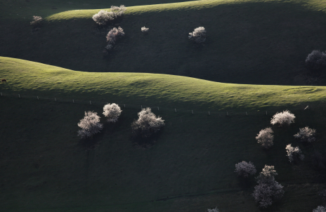 【4月伊犁】 杏花故事  “宴遇” 在伊犁